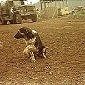 "Sydney" doing his one and only trick for FOOD.  He'd stand at the end of the show line for every meal doing this trick  and was very well fed. The slope of Nui Ba Ra is in background.  Song Be early 1971.